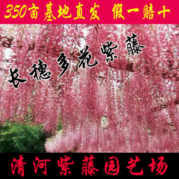 长穗多花紫藤，350亩基地直发，假一赔十，