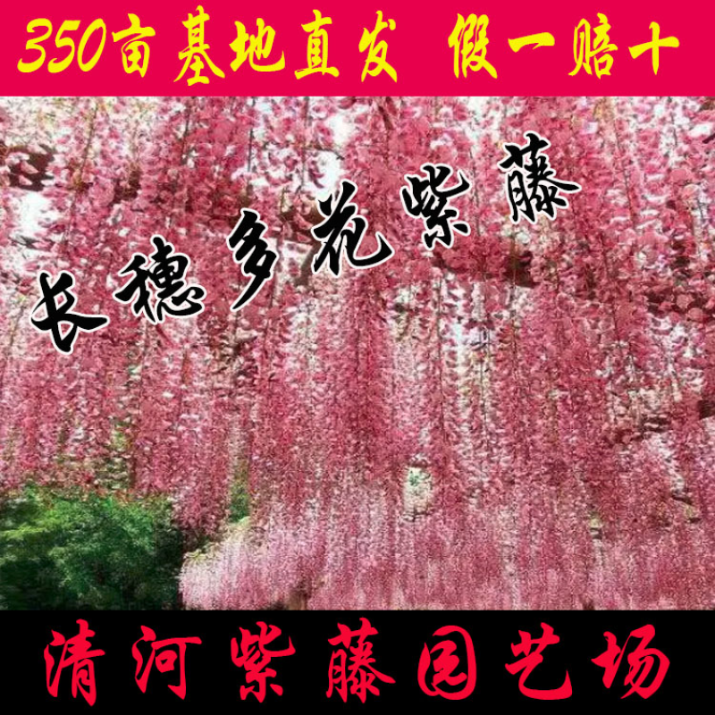 长穗多花紫藤，350亩基地直发，假一赔十，