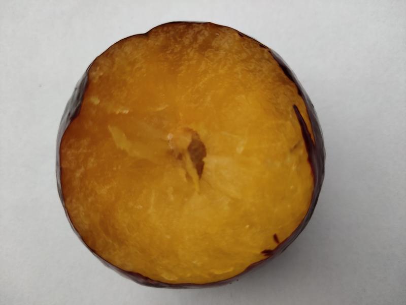 澳德罗达李苗，外红内黄、又脆又甜的优质李子品种，量大优惠