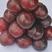 澳德罗达李苗，外红内黄、又脆又甜的优质李子品种，量大优惠