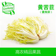 【高农果蔬】黄苦苣黄狗芽新鲜沙拉蔬菜沙拉西餐食材菜
