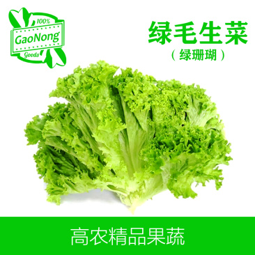 【高农果蔬】绿毛生菜新鲜绿珊瑚轻食沙拉菜罗莎绿珊瑚