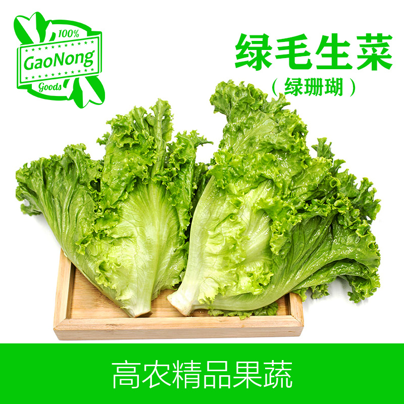 【高农果蔬】绿毛生菜新鲜绿珊瑚轻食沙拉菜罗莎绿珊瑚