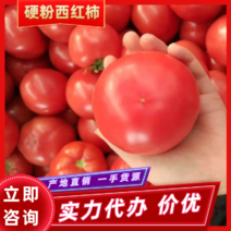 西红柿山东硬粉西红柿产地直销一手货源品质保证价优