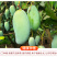 越南进口玉芒10斤芒果当季新鲜现摘水果特大青皮甜心忙整箱