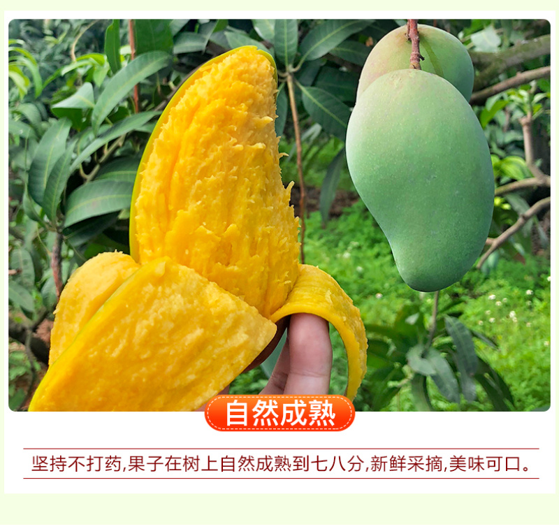 越南进口玉芒10斤芒果当季新鲜现摘水果特大青皮甜心忙整箱