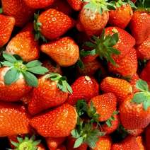 江苏奶油草莓：商品果速冻果，加工果，现在产量大供货量足！