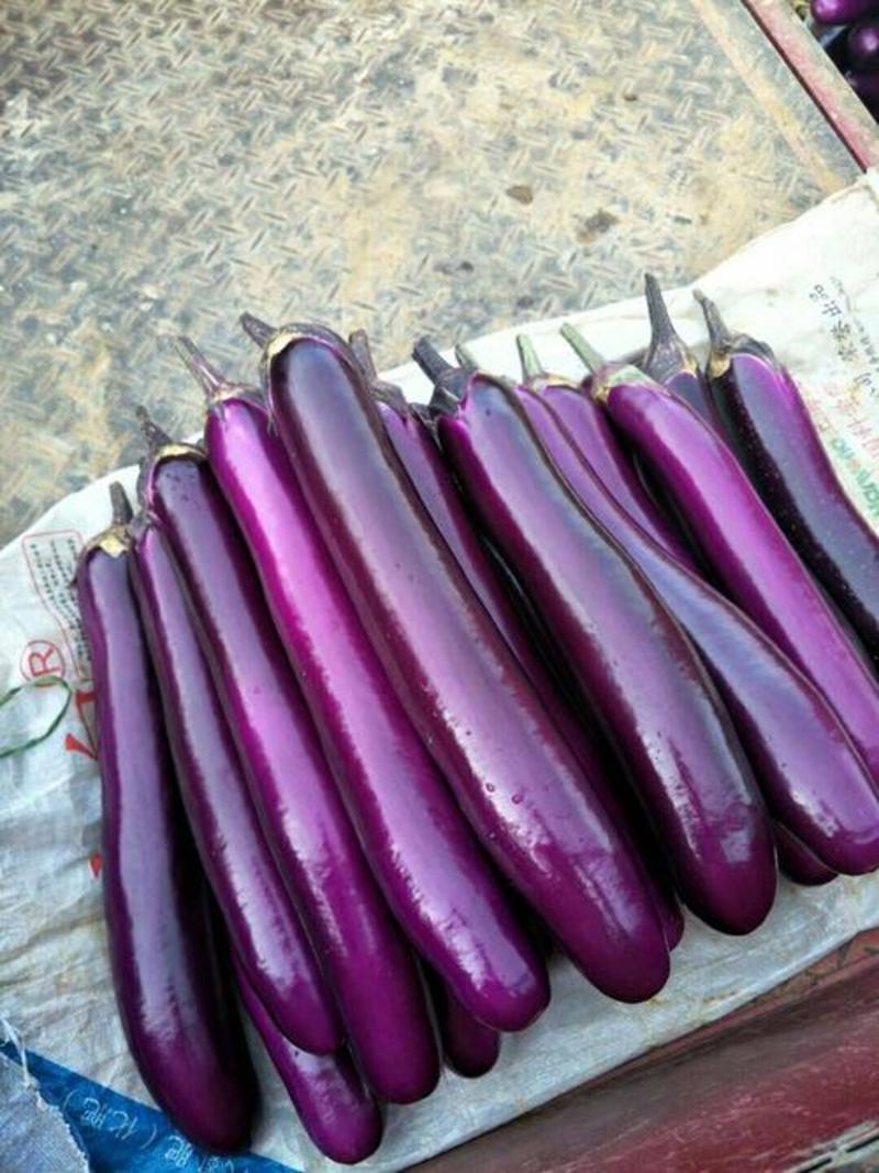 【精品茄子】广西茄子紫长茄精品茄子基地直供