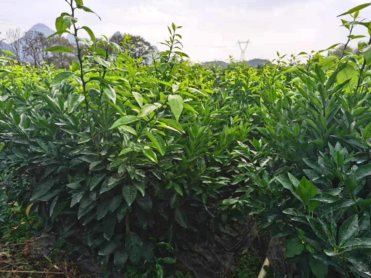 广西沃柑果园实景图