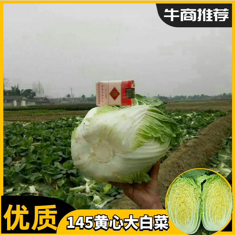 白菜，黄心大白菜，四川彭州145黄心大白菜4~6斤