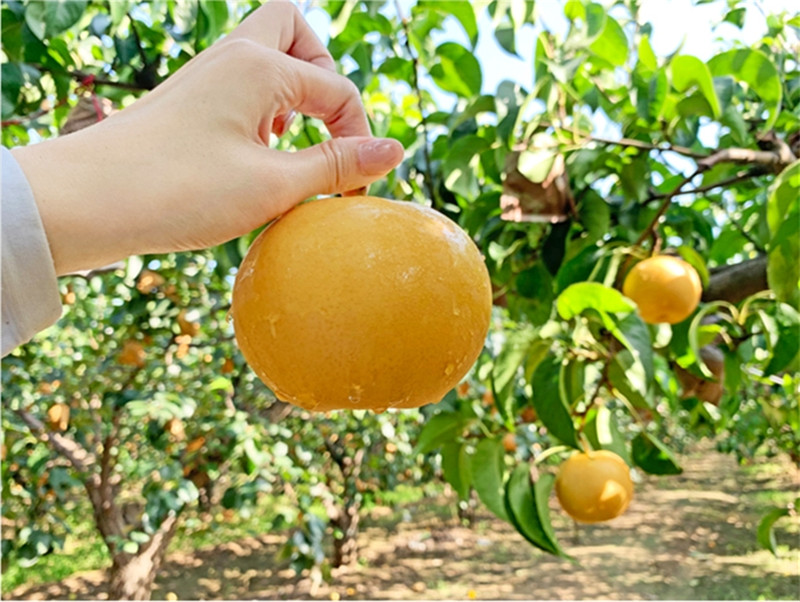 秋白梨果园实景图