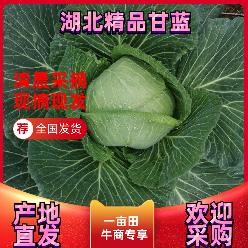 湖北襄阳甘蓝【平苞菜可供超市市场加工𠂆实地考察现摘现