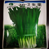 顶丰20-1韭菜种子夏秋季播种宽叶四季菜籽不休眠青菜种籽