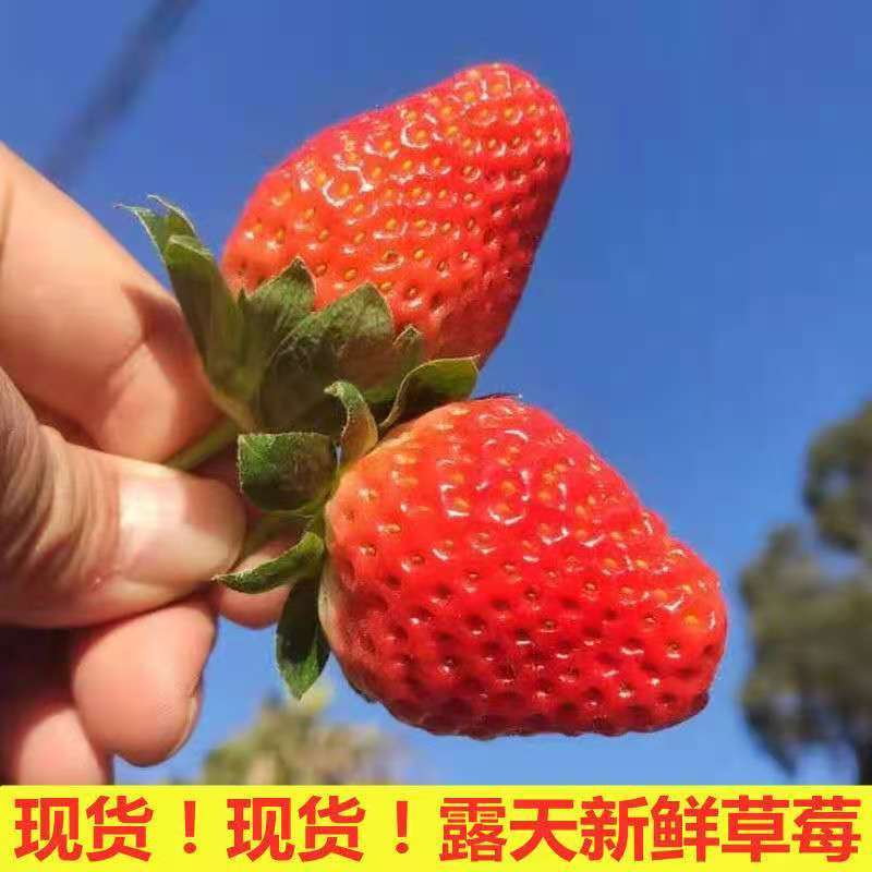 【推荐】妙香草莓头茬草莓新鲜现摘大量有货欢迎来电咨询
