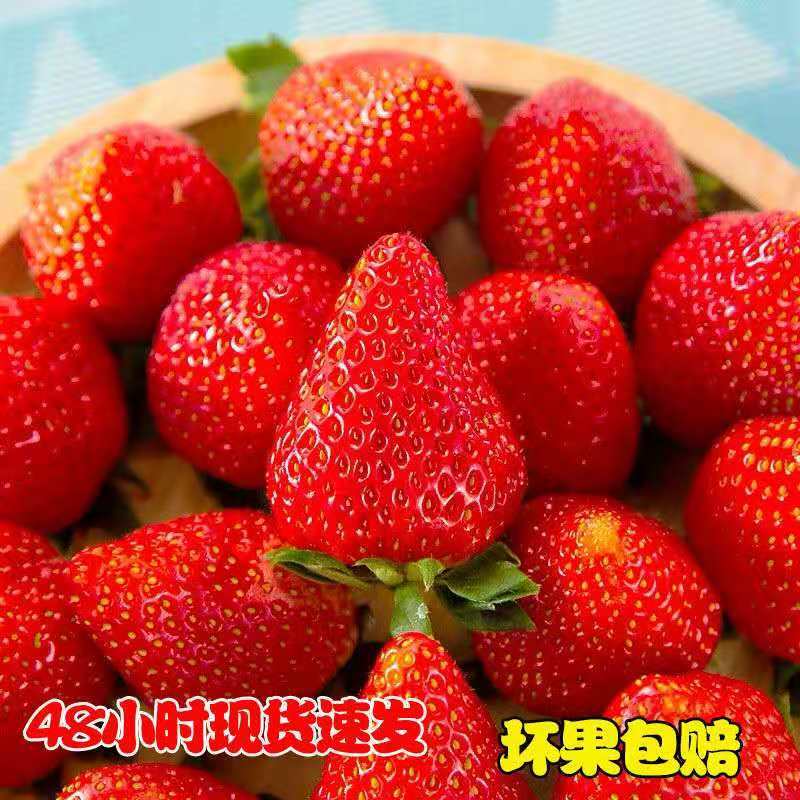 【推荐】妙香草莓头茬草莓新鲜现摘大量有货欢迎来电咨询