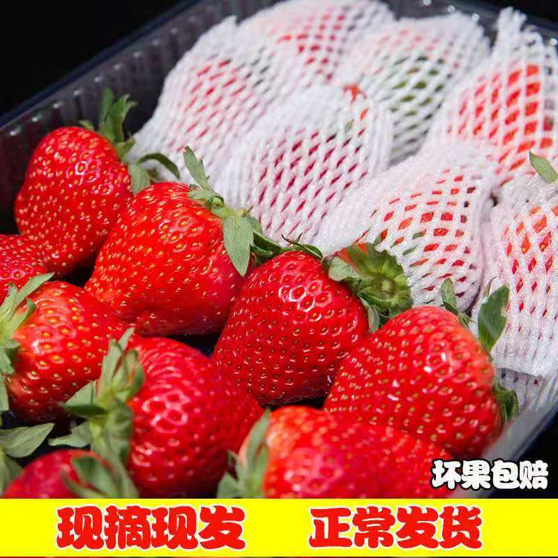 【推荐】妙香草莓头茬草莓新鲜现摘大量有货欢迎来电咨询