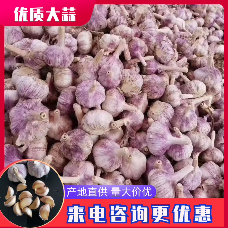 山东精品金乡大蒜，专业从事大蒜，超市电商专供，冷库出租。