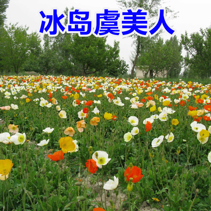 虞美人种子多年生混色冰岛虞美人花种子室外庭院花海景观绿化