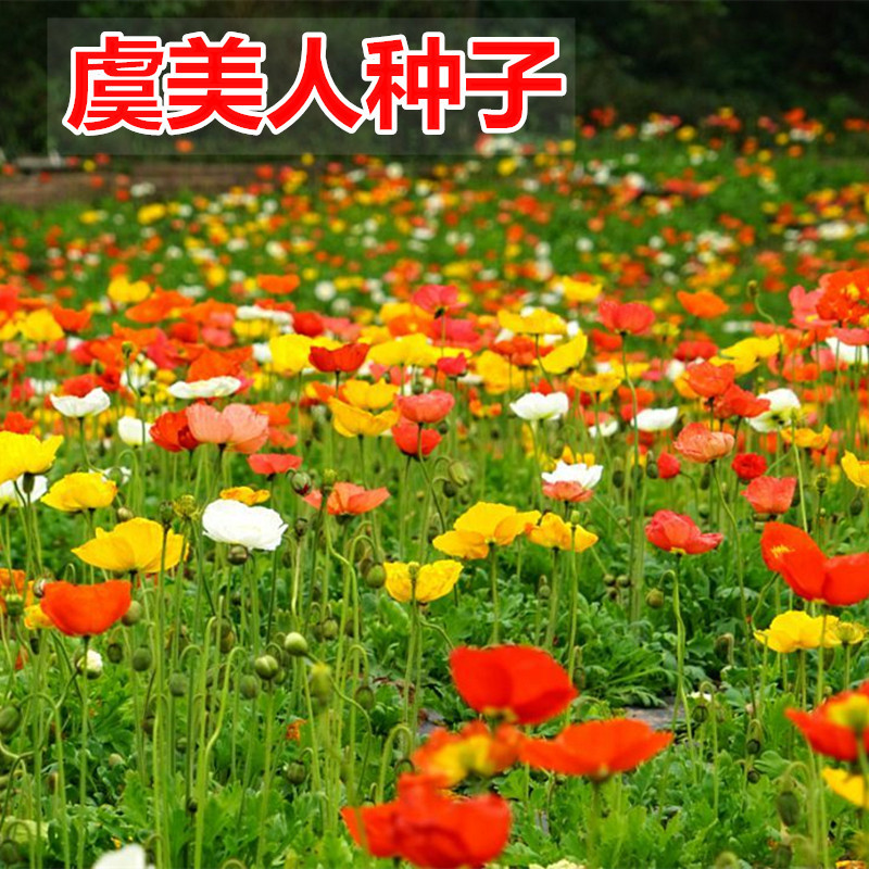 虞美人种子多年生混色冰岛虞美人花种子室外庭院花海景观绿化