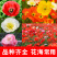 虞美人种子多年生混色冰岛虞美人花种子室外庭院花海景观绿化