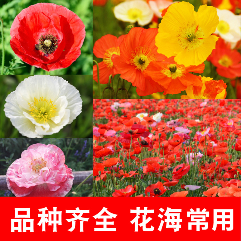 虞美人种子多年生混色冰岛虞美人花种子室外庭院花海景观绿化