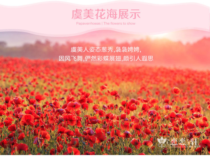 虞美人种子多年生混色冰岛虞美人花种子室外庭院花海景观绿化