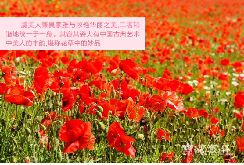 虞美人种子多年生混色冰岛虞美人花种子室外庭院花海景观绿化