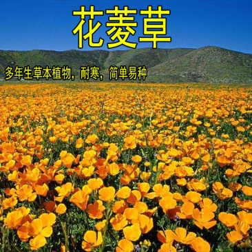 花菱草种子四季种易活花种子耐寒多年生宿根花籽庭院室外阳台