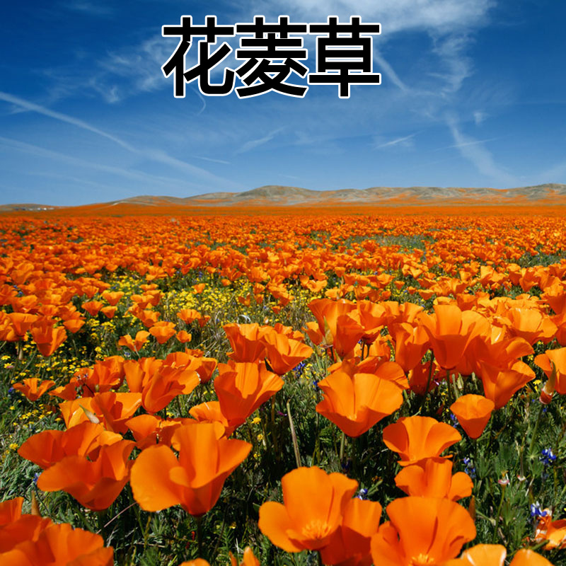 花菱草种子四季种易活花种子耐寒多年生宿根花籽庭院室外阳台