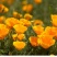 花菱草种子四季种易活花种子耐寒多年生宿根花籽庭院室外阳台