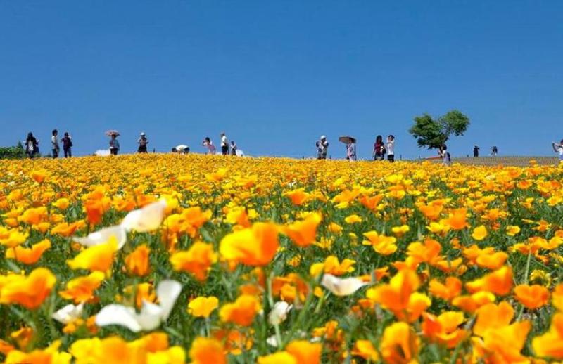花菱草种子四季种易活花种子耐寒多年生宿根花籽庭院室外阳台