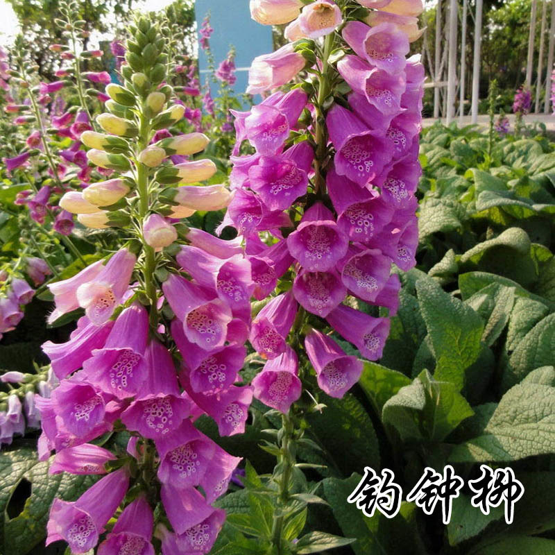 花菱草种子四季种易活花种子耐寒多年生宿根花籽庭院室外阳台