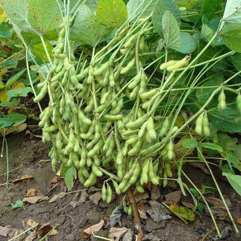 早中熟青毛豆种子大荚大粒高产抗倒伏鲜食口感好保鲜期长