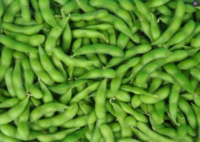 早中熟青毛豆种子大荚大粒高产抗倒伏鲜食口感好保鲜期长