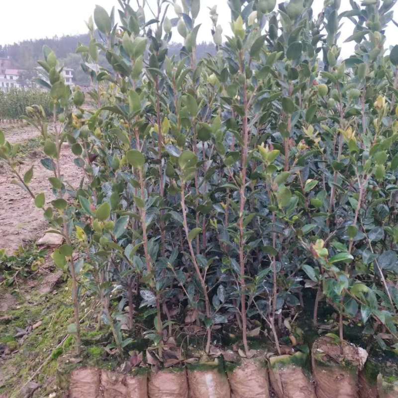 广西油茶嫁接苗湘林210袋苗带泥发货包邮