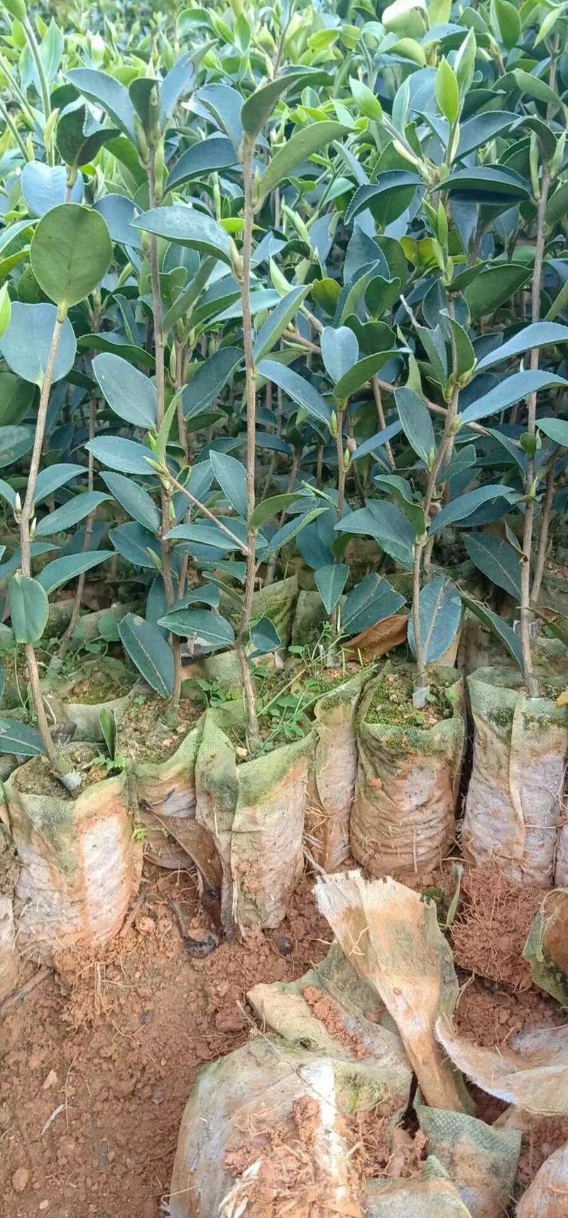 广西软枝油茶嫁接苗高产白花油茶油茶苗南方种植油茶树