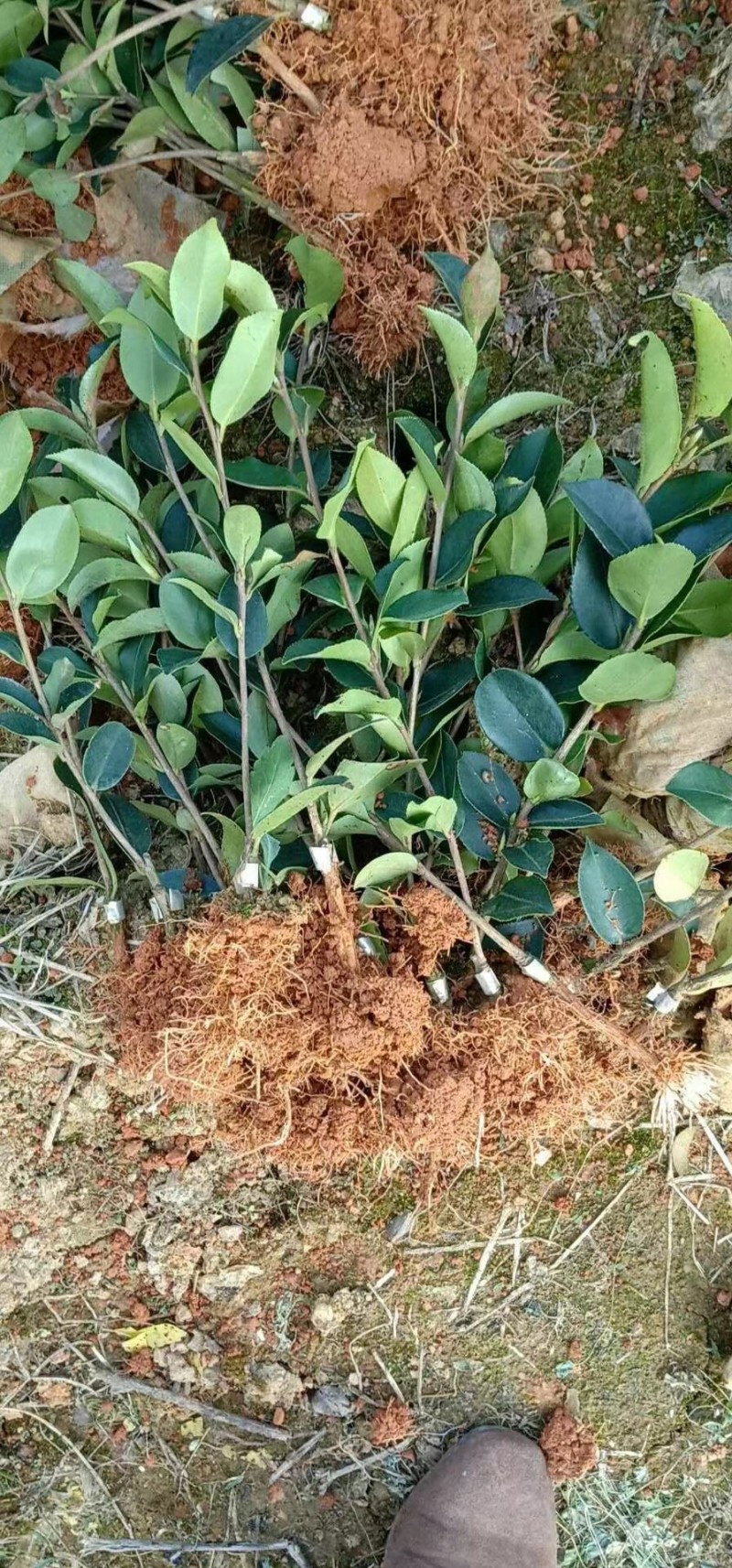 广西软枝油茶嫁接苗高产白花油茶油茶苗南方种植油茶树