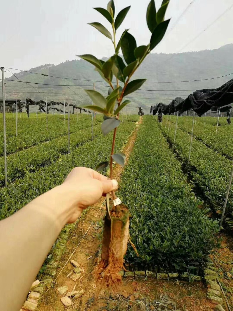 广西软枝油茶嫁接苗高产白花油茶油茶苗南方种植油茶树