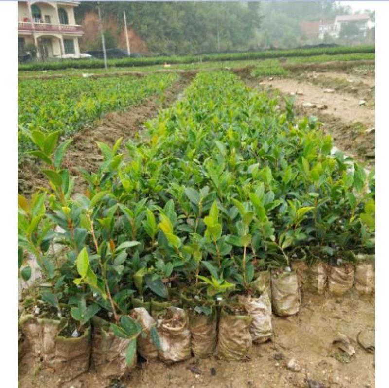 广西软枝油茶嫁接苗高产白花油茶油茶苗南方种植油茶树