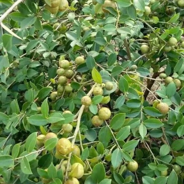 广西软枝油茶嫁接苗高产白花油茶油茶苗南方种植油茶树