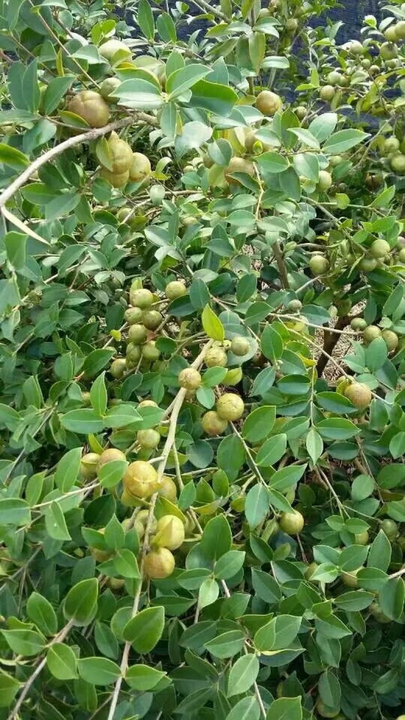 广西软枝油茶嫁接苗高产白花油茶油茶苗南方种植油茶树