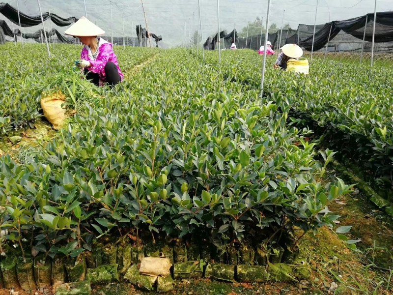 广西软枝油茶嫁接苗高产白花油茶油茶苗南方种植油茶树