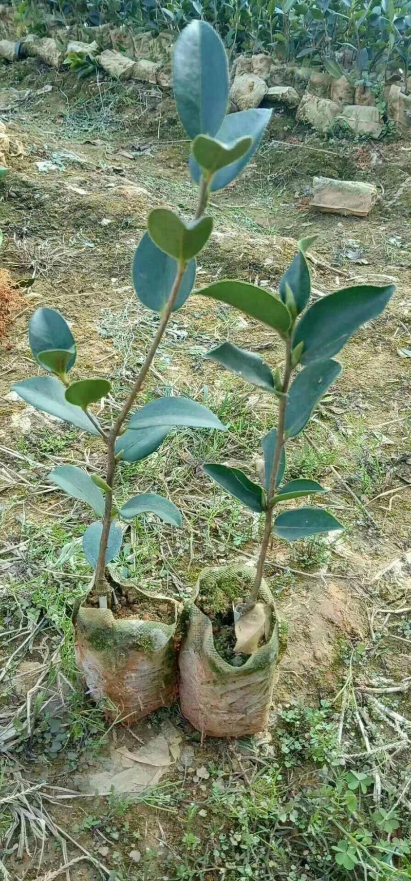 广西软枝油茶嫁接苗高产白花油茶油茶苗南方种植油茶树