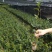 广西软枝油茶嫁接苗高产白花油茶油茶苗南方种植油茶树