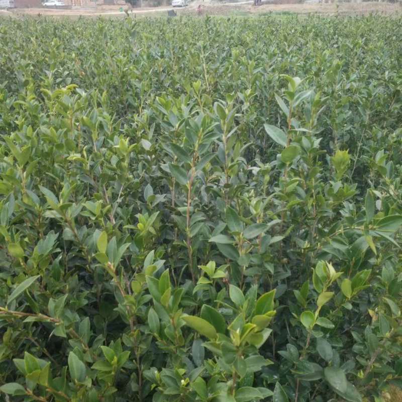 广西油茶嫁接苗湘林210袋苗带泥发货包邮