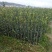 广西油茶嫁接苗湘林210袋苗带泥发货包邮