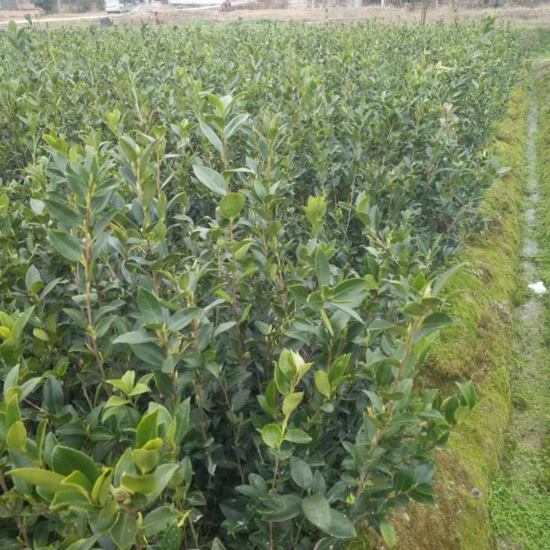 广西油茶嫁接苗湘林210袋苗带泥发货包邮
