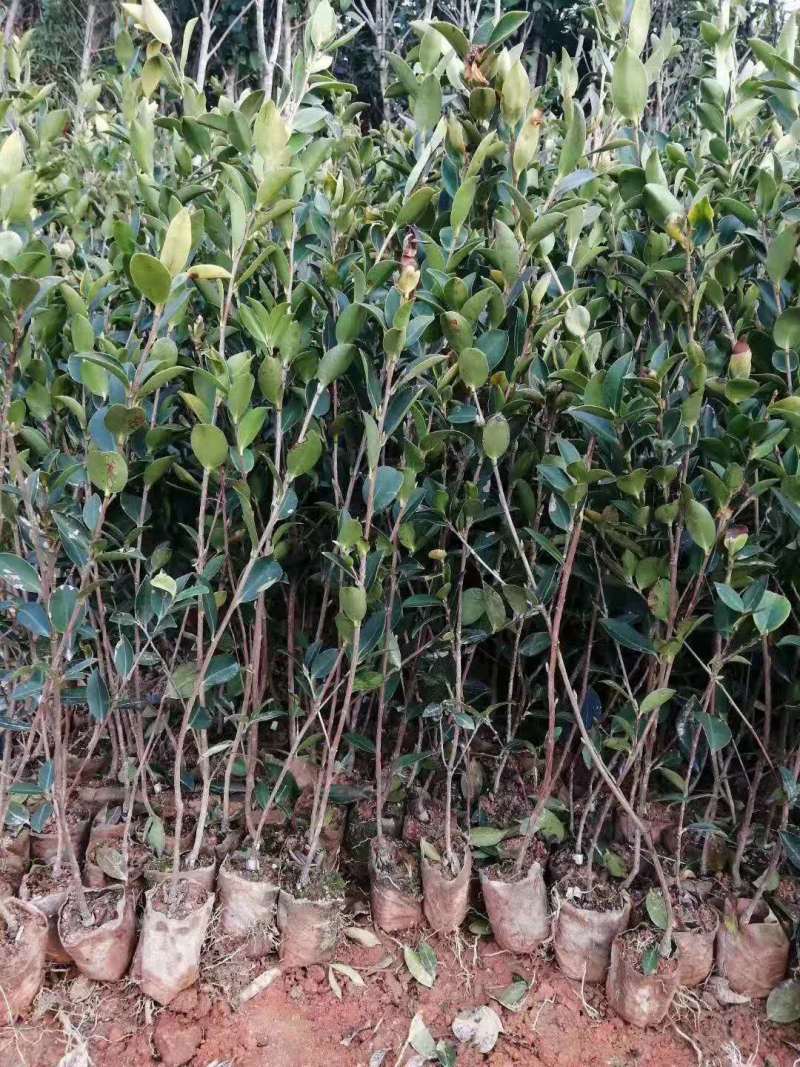 广西油茶嫁接苗湘林210袋苗带泥发货包邮