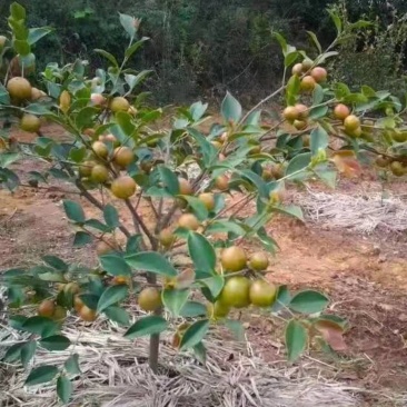 广西油茶嫁接苗湘林210袋苗带泥发货包邮