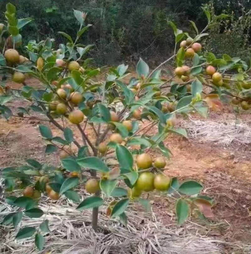 广西油茶嫁接苗湘林210袋苗带泥发货包邮